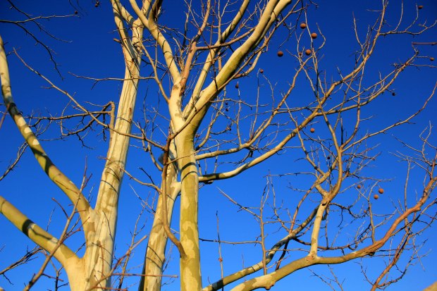 Tree in a Very Blue Day