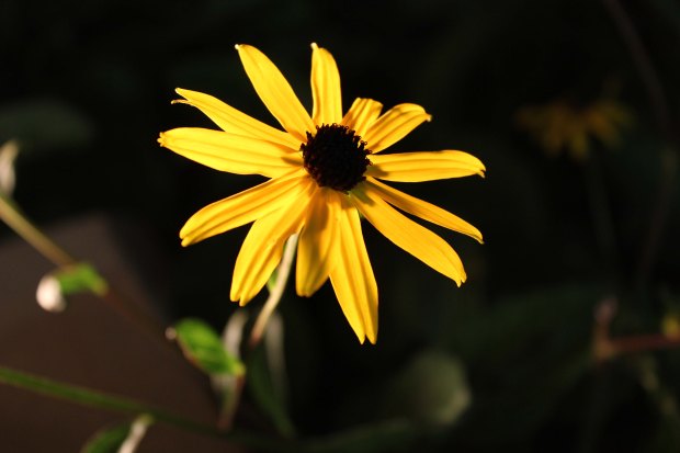 Yellow Flower Shining in the Dark of Night 